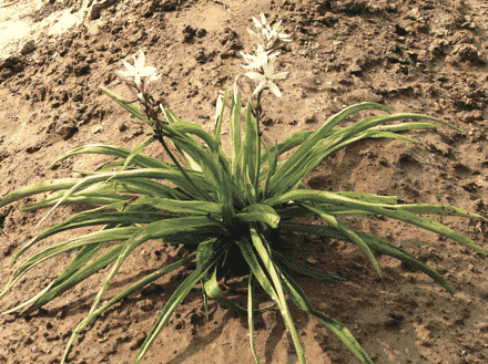 Young White Musli plant