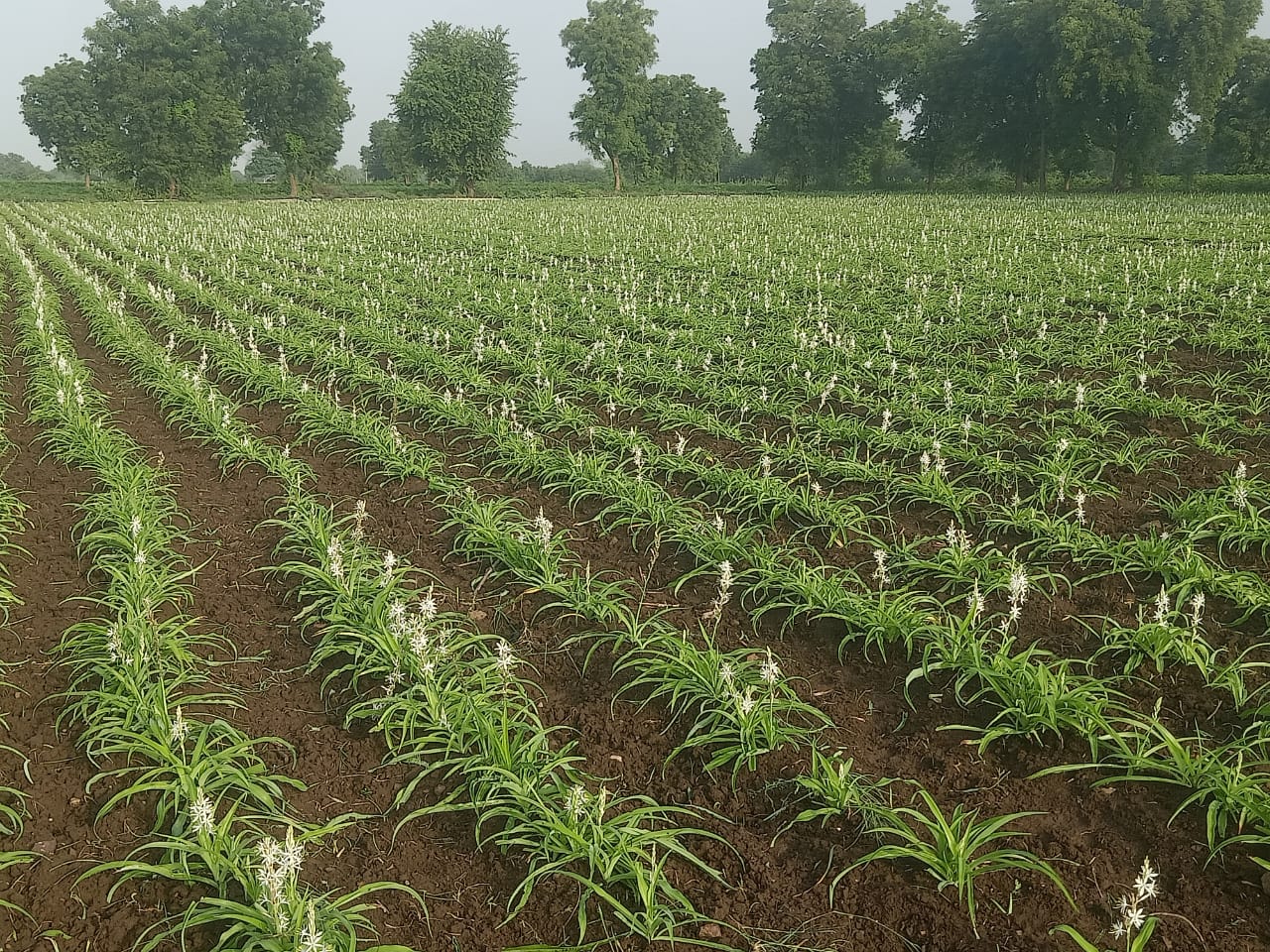 Commercial White Musli cultivation field