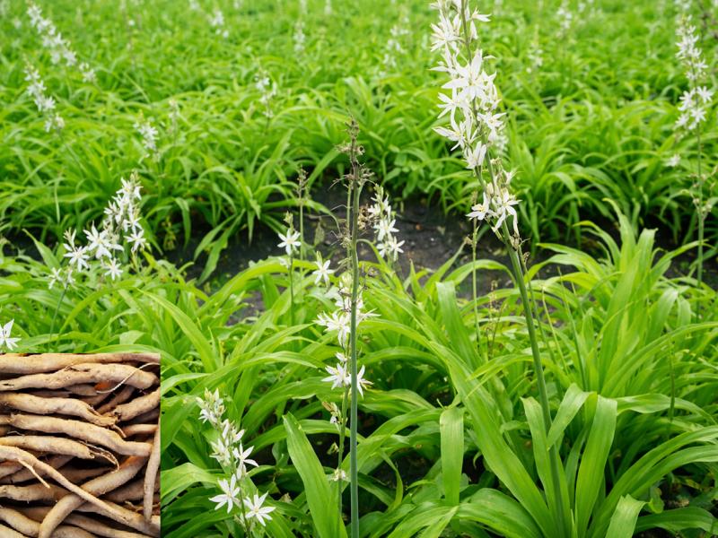 White Musli plant with harvested tubers
